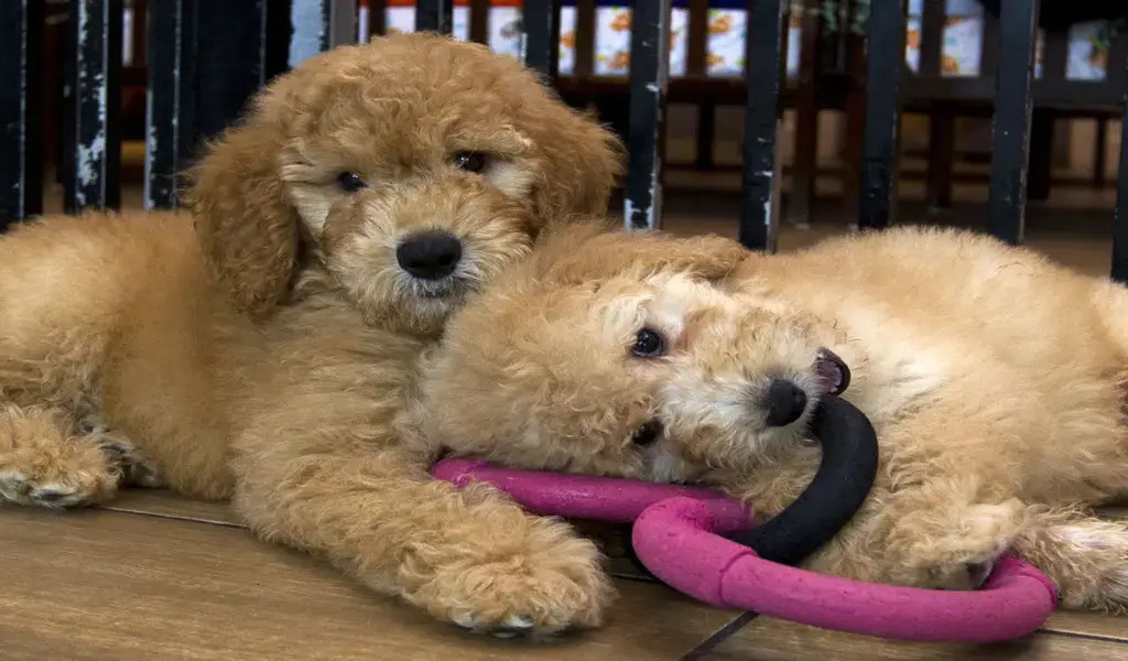 New York To Outlaw Animal Trade In Pet Stores By 2024