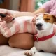 Possible Ways to Keep Your Dog Stress free
