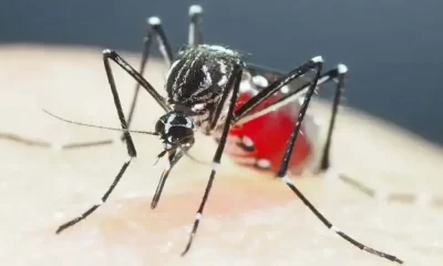 Mosquitoes In Vietnam And Cambodia Are Now Resistant To Insecticides