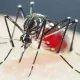 Mosquitoes In Vietnam And Cambodia Are Now Resistant To Insecticides