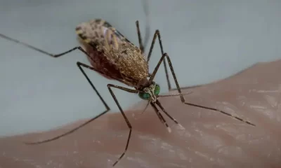 The Malaria Epidemic Is Misdiagnosed By Thousands