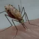 The Malaria Epidemic Is Misdiagnosed By Thousands