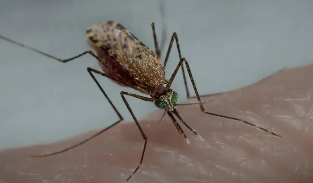The Malaria Epidemic Is Misdiagnosed By Thousands