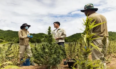 Thai PM Urged to Reconsider Decriminalization Of Cannabis