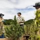 Thai PM Urged to Reconsider Decriminalization Of Cannabis
