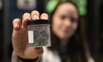 Thailand's Cannabis Gold Rush Comes Under Heavy Scrutiny