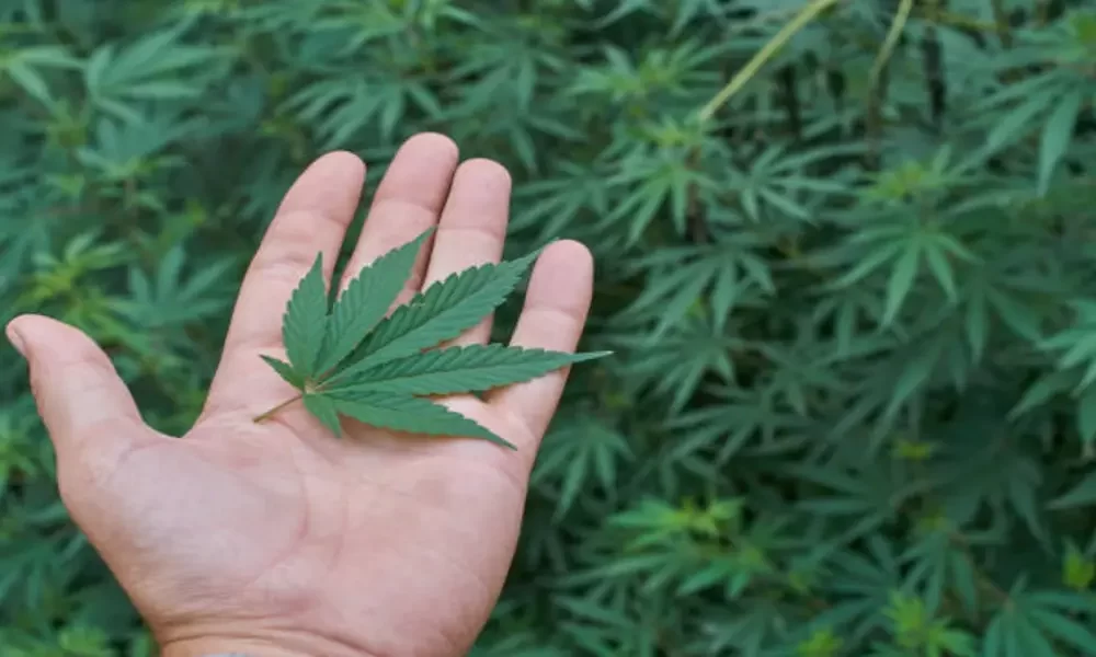 U.S. FDA Weighs Regulating Cannabis Compound CBD in Food, Supplements