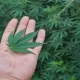 U.S. FDA Weighs Regulating Cannabis Compound CBD in Food, Supplements
