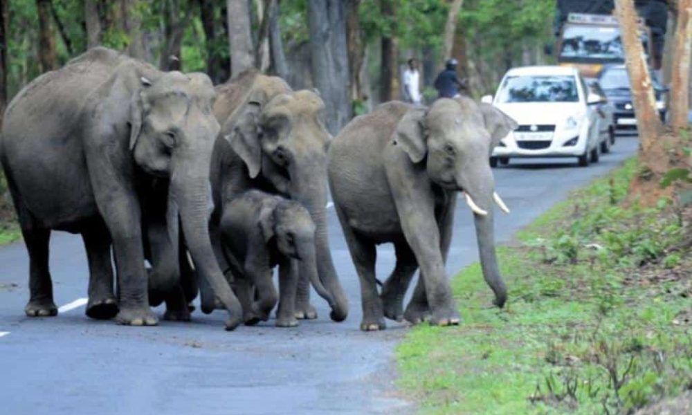 Wild Elephants Block Road Stranding Over 100 Vehicles