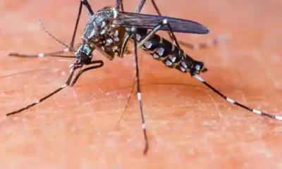 Malaria Infection Can Be Reduced With New mRNA Vaccines