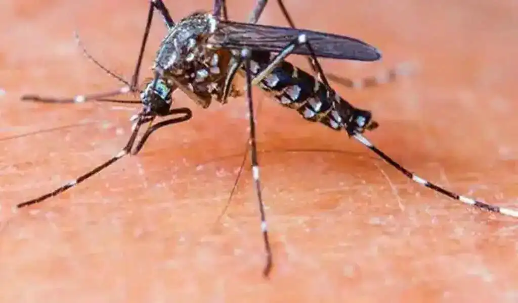 Malaria Infection Can Be Reduced With New mRNA Vaccines