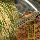 Thailand's Rice Exports Hit a 4-Year High