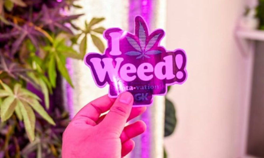 Bangkok Cracks Down on Cannabis Vendors, 6 Arrested, Top 4 Weed Strains