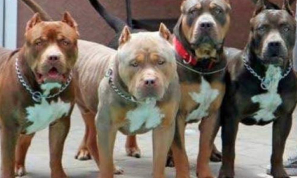 76-Year-Old Granny Attacked By Four Pit Bulls
