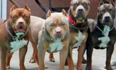 76-Year-Old Granny Attacked By Four Pit Bulls
