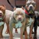 76-Year-Old Granny Attacked By Four Pit Bulls