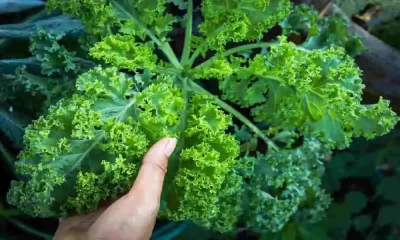 The 10 Best Vitamin K-Rich Foods For Healthy Bones