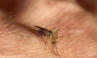 Mosquitoes Warn NSW Health About Murray Valley Encephalitis