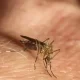 Mosquitoes Warn NSW Health About Murray Valley Encephalitis