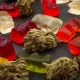 As Cannabis Legalization Expands, Young Kids Are Getting Sick From Edibles