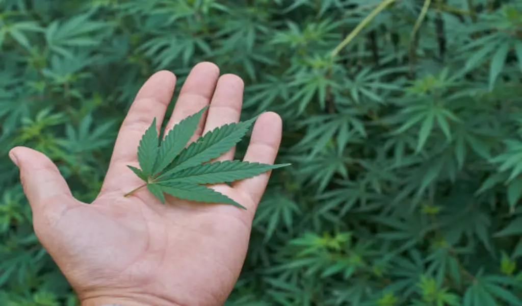 Cannabis' Benefits To The World