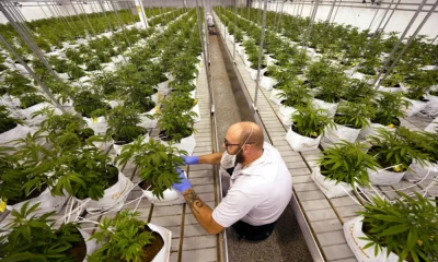 MP Says the Legalization Of Cannabis Helps Reduce Yaba Addicts in Bangkok