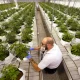 No Chance that the Cannabis Bill Will Ever Pass its Second Reading in the House