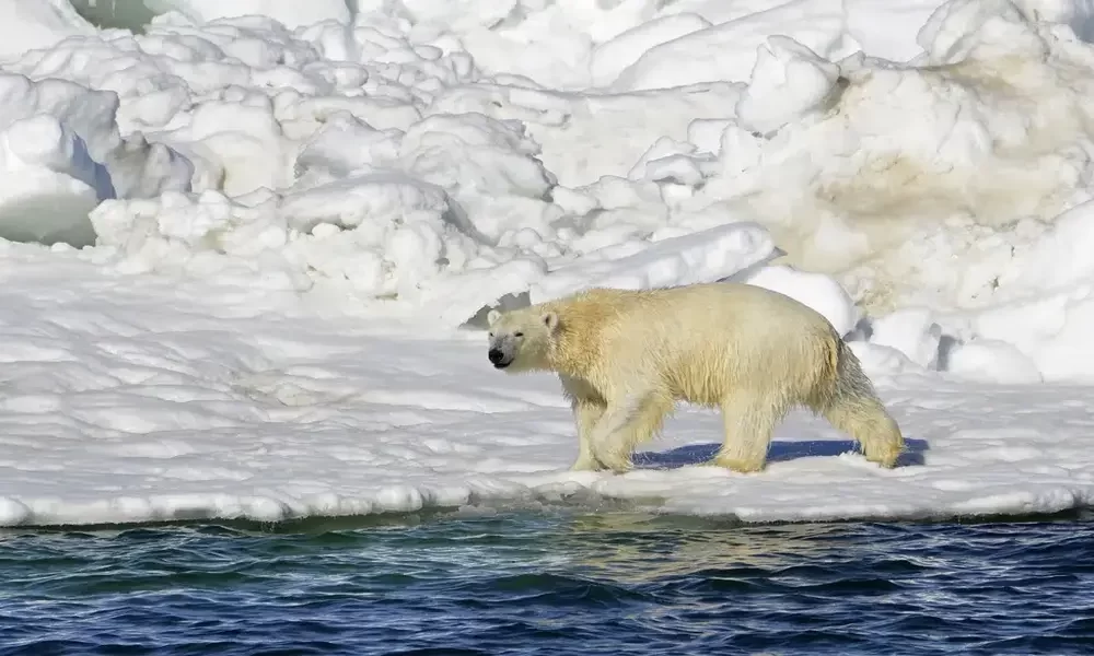 Polar Bear Attack In Alaska Kills Mother & 1-Year-Old Son