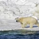 Polar Bear Attack In Alaska Kills Mother & 1-Year-Old Son