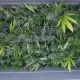 Tracy Police Found More than 1,100 Marijuana Plants in Two Search Warrants