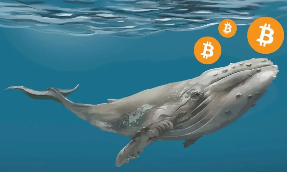 What Are A Crypto Whale? Everything You Need To Know About It