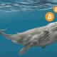 What Are A Crypto Whale? Everything You Need To Know About It
