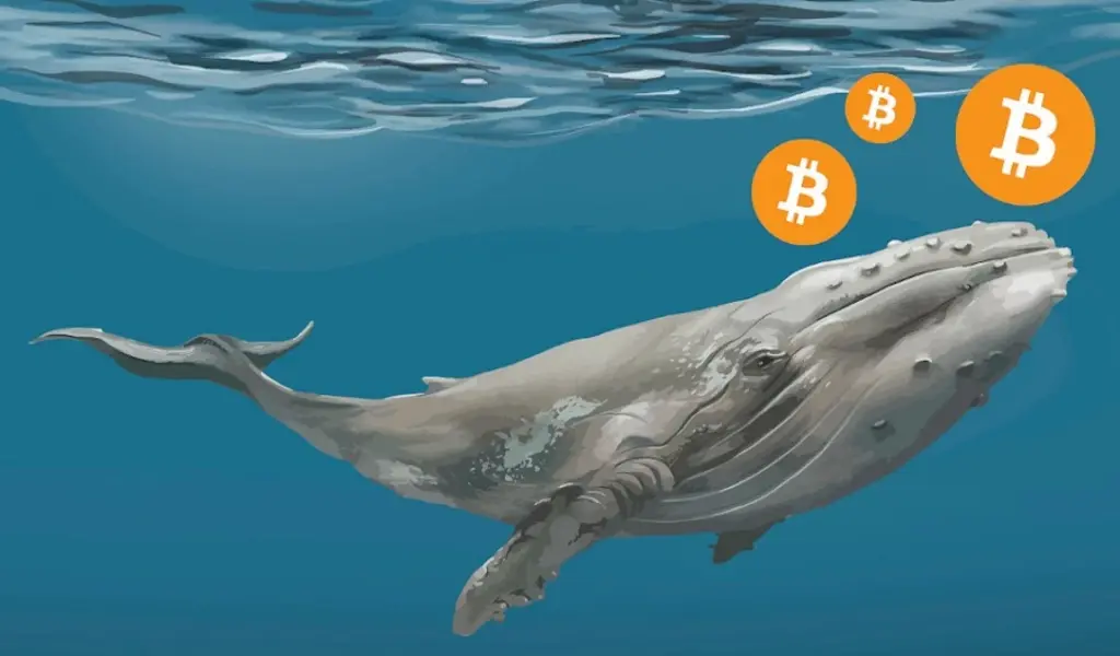 What Are A Crypto Whale? Everything You Need To Know About It