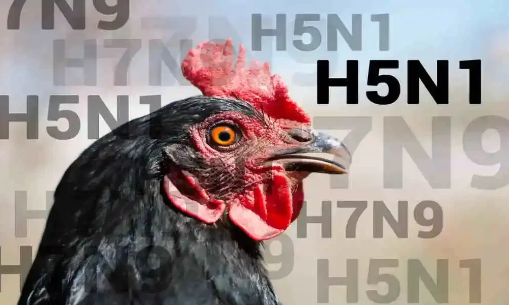 U.S. Avian Flu Hits Grocery Stores In The West