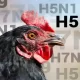 U.S. Avian Flu Hits Grocery Stores In The West