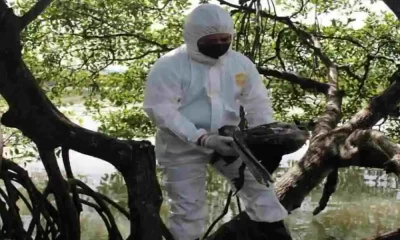 Honduran Avian Flu Emergency Declared