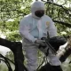Honduran Avian Flu Emergency Declared