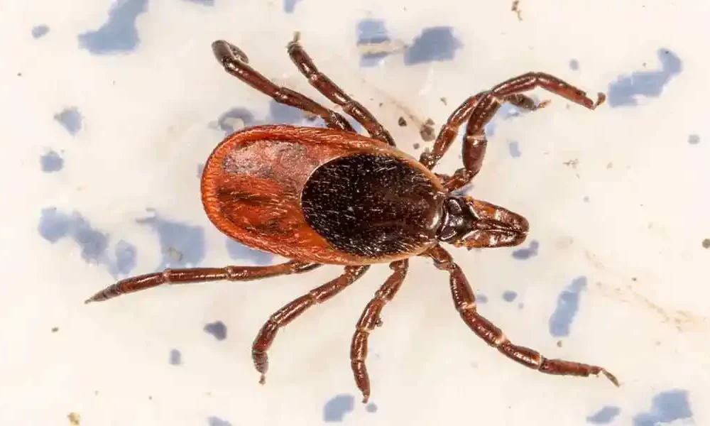 Rocky Mountain Spotted Fever: Symptoms And Treatments