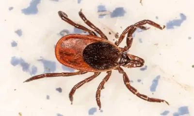 Rocky Mountain Spotted Fever: Symptoms And Treatments
