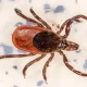 Rocky Mountain Spotted Fever: Symptoms And Treatments