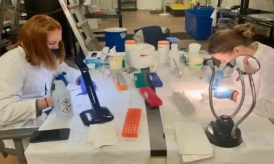 Microplastics Could Worsen Viral Fish Disease