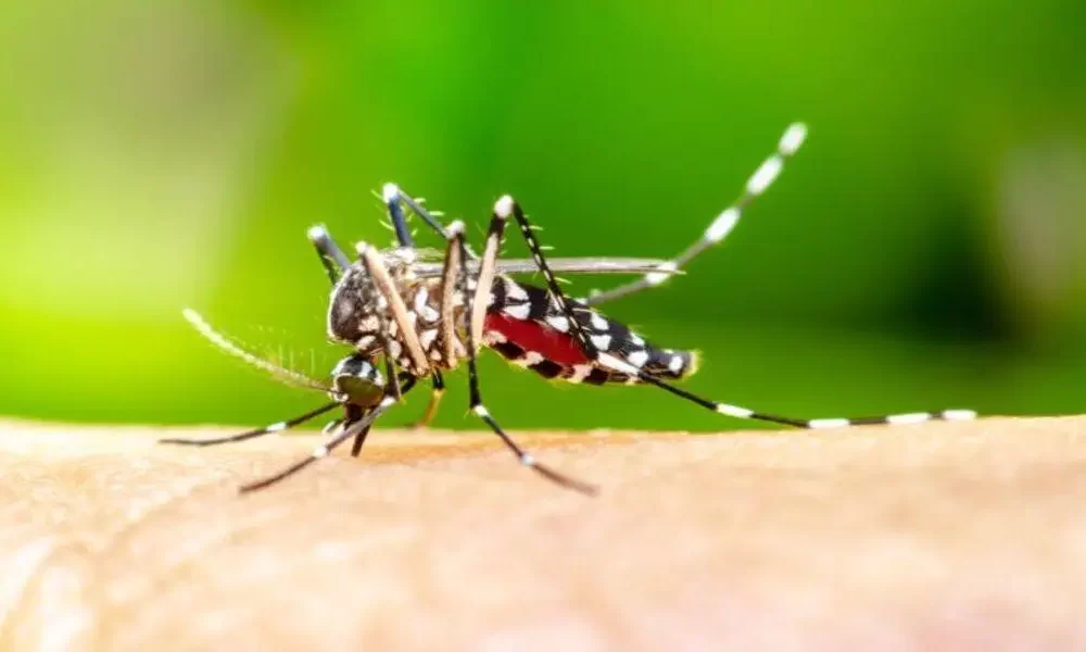 Malaria Could Be Prevented By Monoclonal Antibodies
