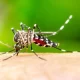 Malaria Could Be Prevented By Monoclonal Antibodies