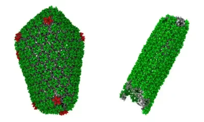HIV Model Does Not Expand Viral Reservoir After CD8+ T Cell Depletion