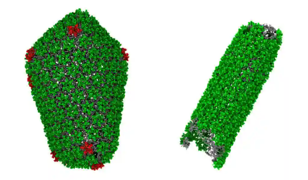 HIV Model Does Not Expand Viral Reservoir After CD8+ T Cell Depletion