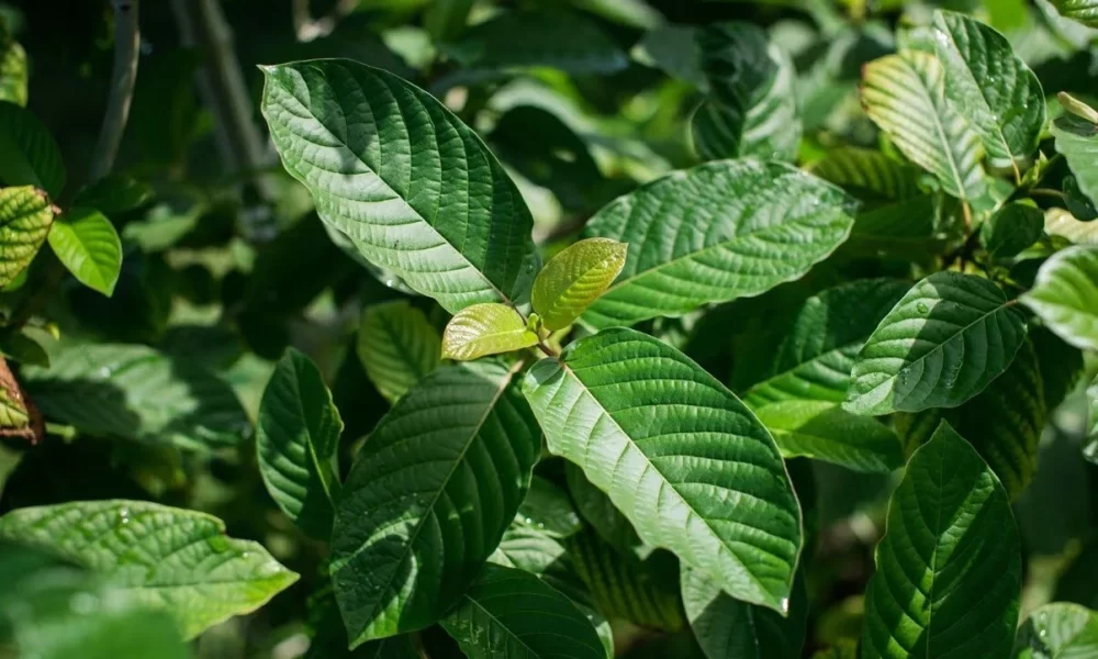 Understanding Gold Rush Kratom Important Facts