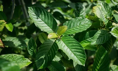 Understanding Gold Rush Kratom Important Facts