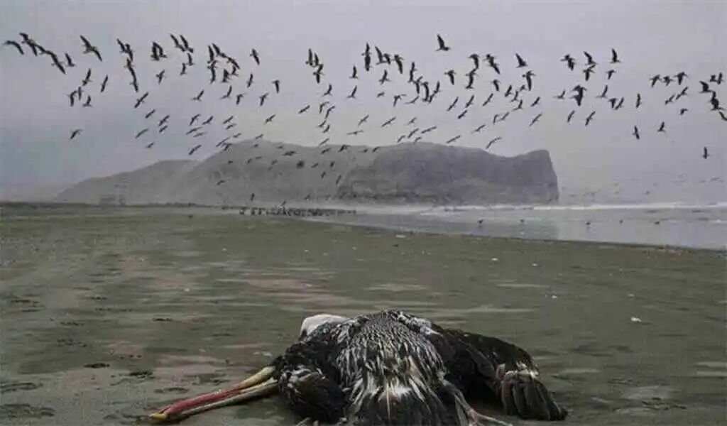 Bird Flu Kills Hundreds Of Sea Lions In Peru