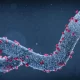 Experts Rush to Investigate Marburg Virus Vaccinations as Epidemic Emerges in Equatorial Guinea