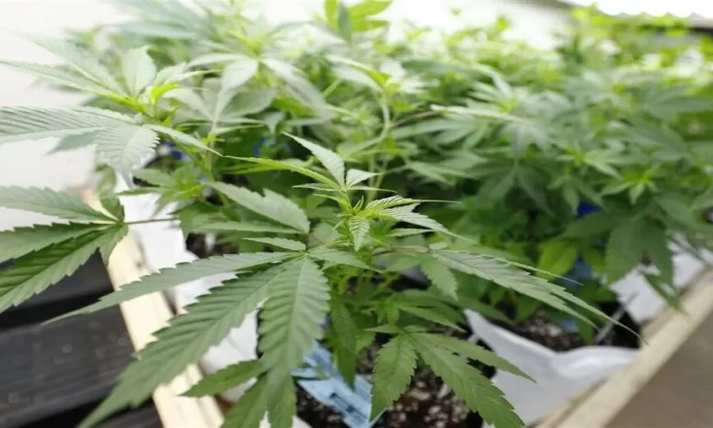 Here are Five Cannabis Laws to Watch in 2023
